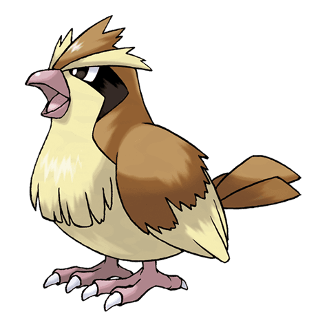 pidgey